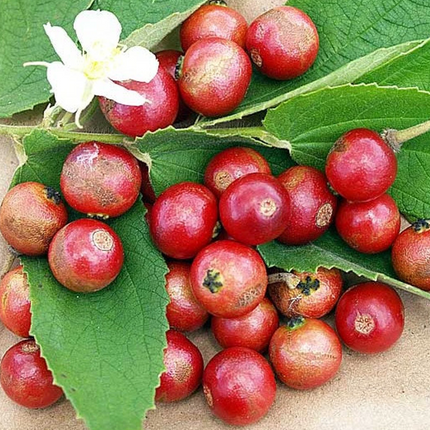 Air-layered Jamaican Strawberry Tree