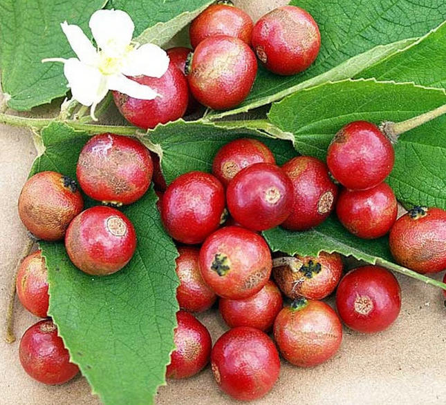 Air-layered Jamaican Strawberry Tree