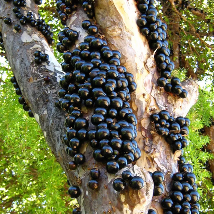 Grafted Sabara Jaboticaba Tree - Brazilian Grapes