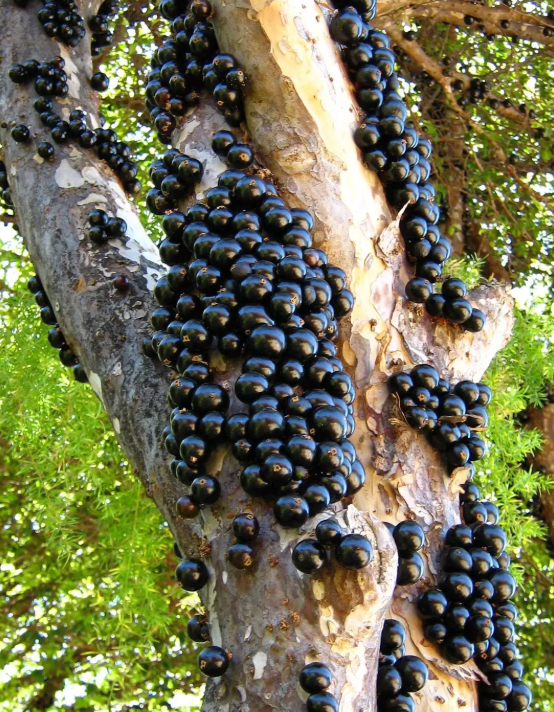 Grafted Sabara Jaboticaba Tree - Brazilian Grapes