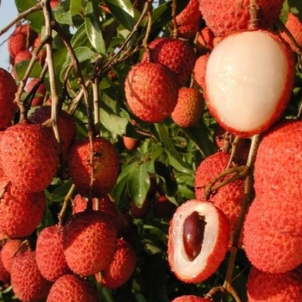 Air-layered Mauritius Lychee Tree
