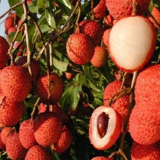 Air-layered Mauritius Lychee Tree