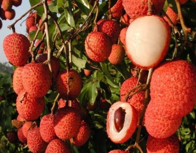 Air-layered Mauritius Lychee Tree