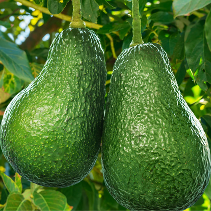 Grafted Wurtz Avocado Tree - Little Cado