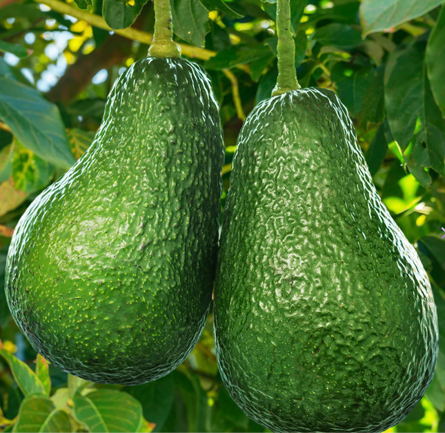 Grafted Wurtz Avocado Tree - Little Cado