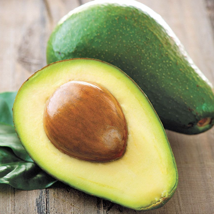 Grafted Wurtz Avocado Tree - Little Cado