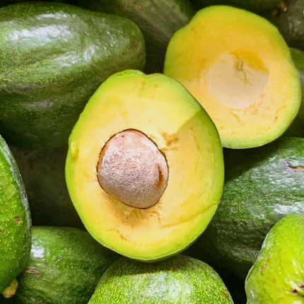 Grafted Marcus Pumpkin Avocado Tree