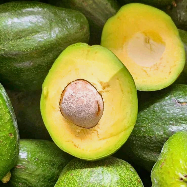 Grafted Marcus Pumpkin Avocado Tree