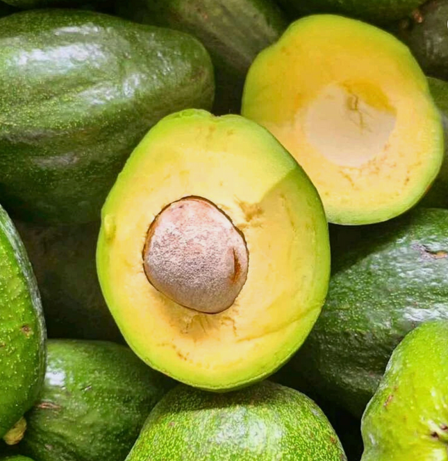 Grafted Marcus Pumpkin Avocado Tree