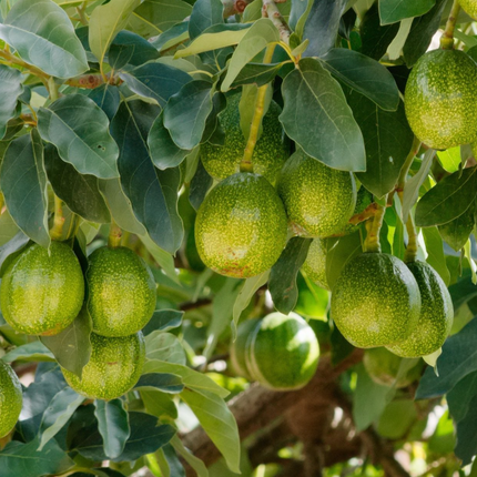 Grafted Marcus Pumpkin Avocado Tree