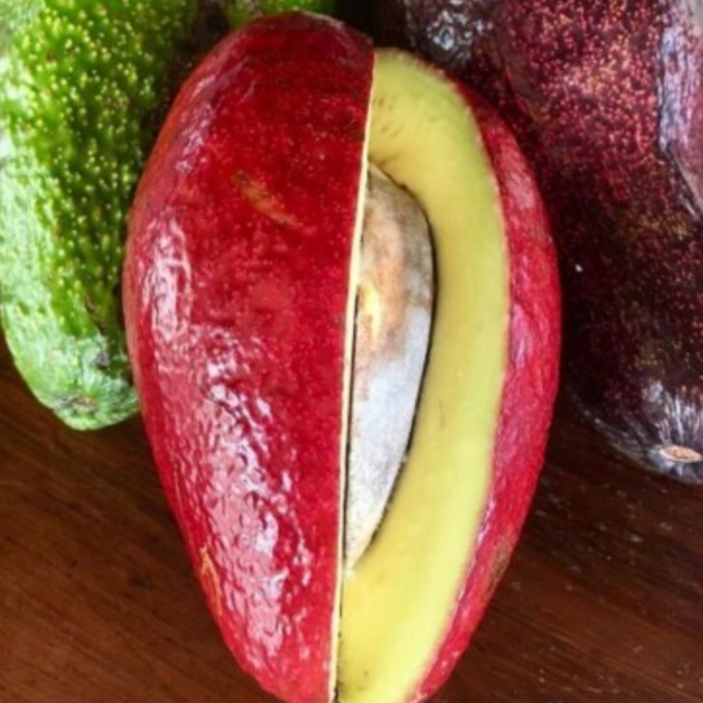 Grafted Thompson Red Avocado Tree