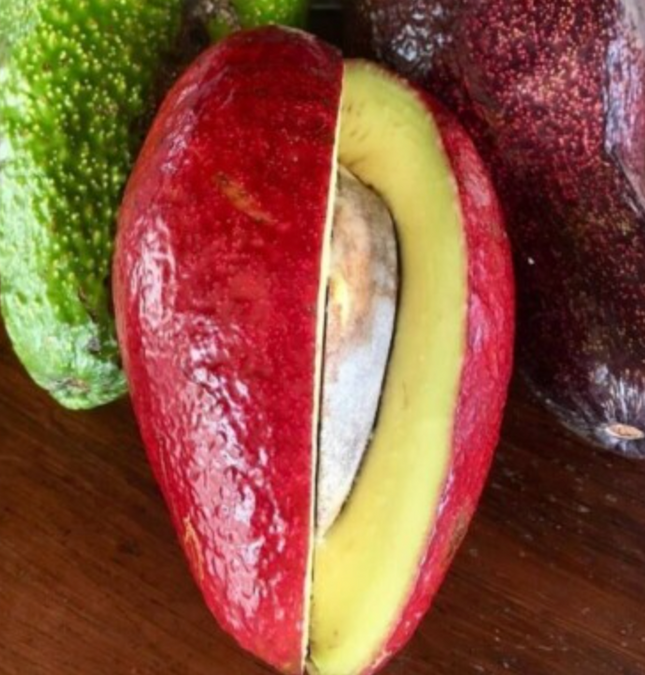 Grafted Thompson Red Avocado Tree