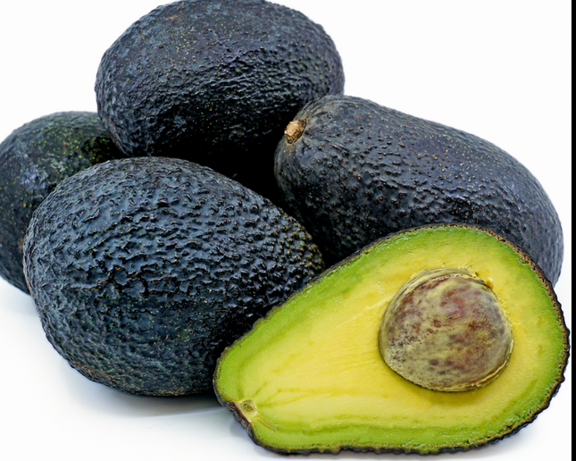 Grafted Lamb Hass Avocado Tree