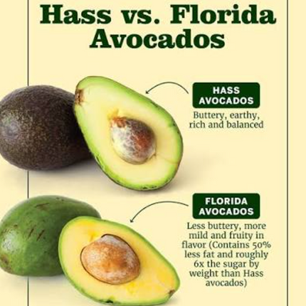 Grafted Florida Hass Avocado Tree