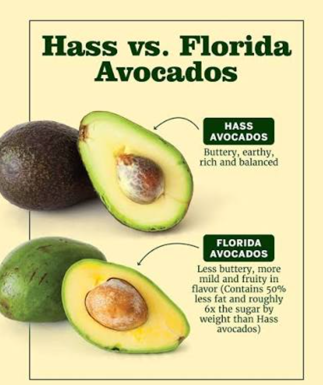 Grafted Florida Hass Avocado Tree