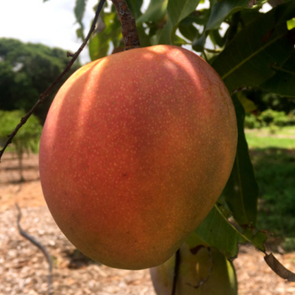 Grafted Phoenix Mango Tree