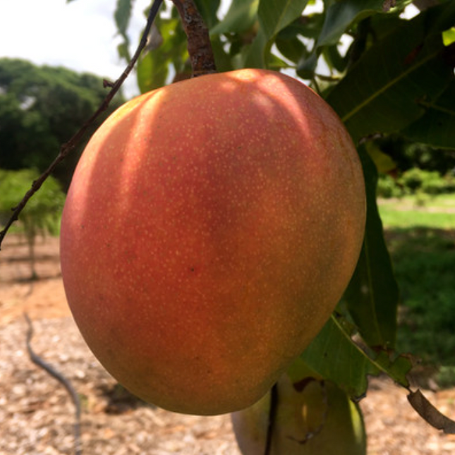 Grafted Phoenix Mango Tree