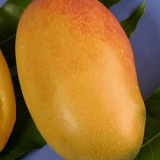 Grafted Orange Sherbet Mango Tree