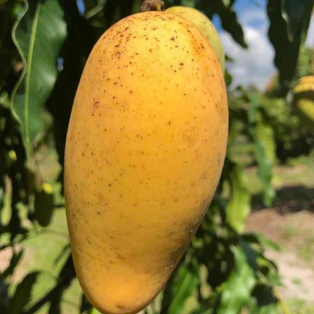 Grafted Lemon Meringue (PPK) Mango Tree