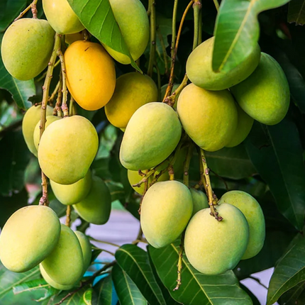 Grafted Kesar Mango Tree