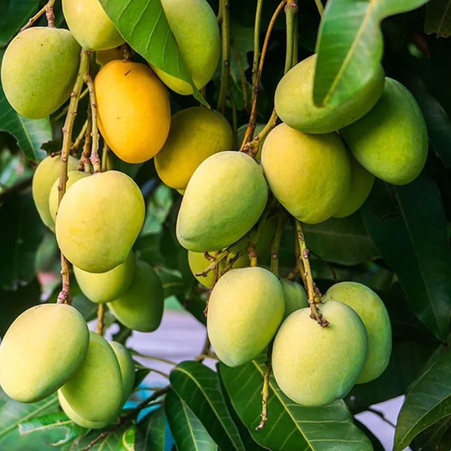 Grafted Kesar Mango Tree