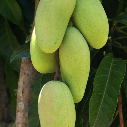 Grafted Keo Savoy Mango Tree