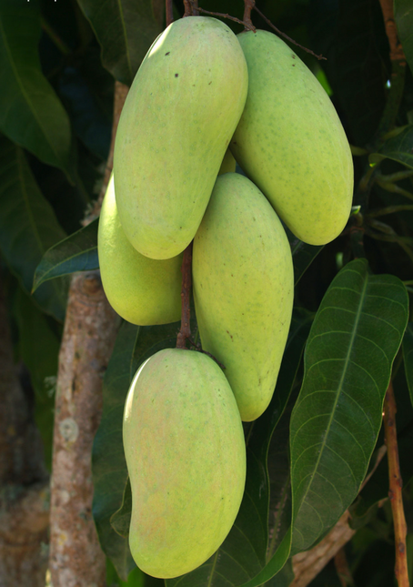 Grafted Keo Savoy Mango Tree