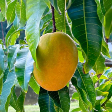 Grafted Fruit Cocktail Mango Tree