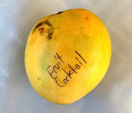Grafted Fruit Cocktail Mango Tree