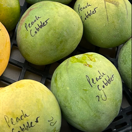 Grafted Peach Cobbler Mango Tree