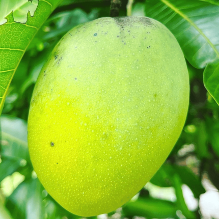 Grafted Gary Mango Tree