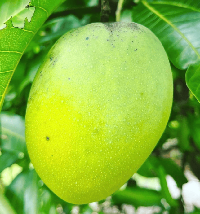 Grafted Gary Mango Tree