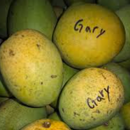 Grafted Gary Mango Tree