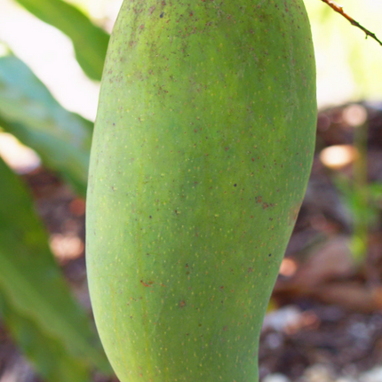Grafted Mun Kun Si Mango Tree