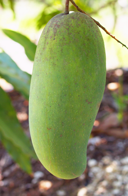 Grafted Mun Kun Si Mango Tree