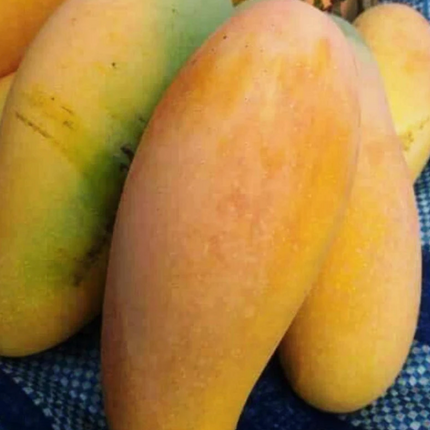 Grafted Mun Kun Si Mango Tree
