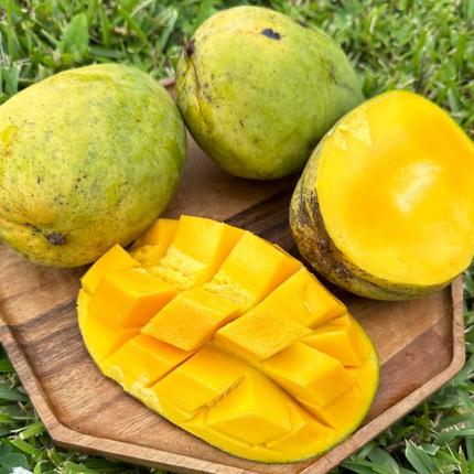 Grafted Butter Cream Mango Treee