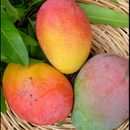 Grafted Fruit Punch Mango Tree