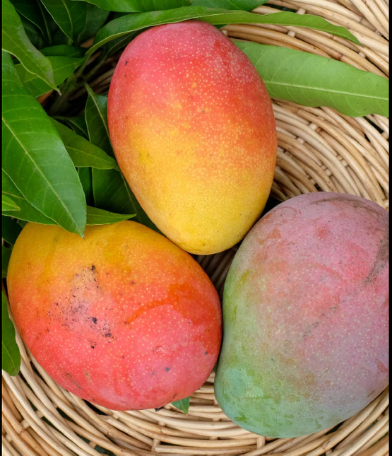 Grafted Fruit Punch Mango Tree