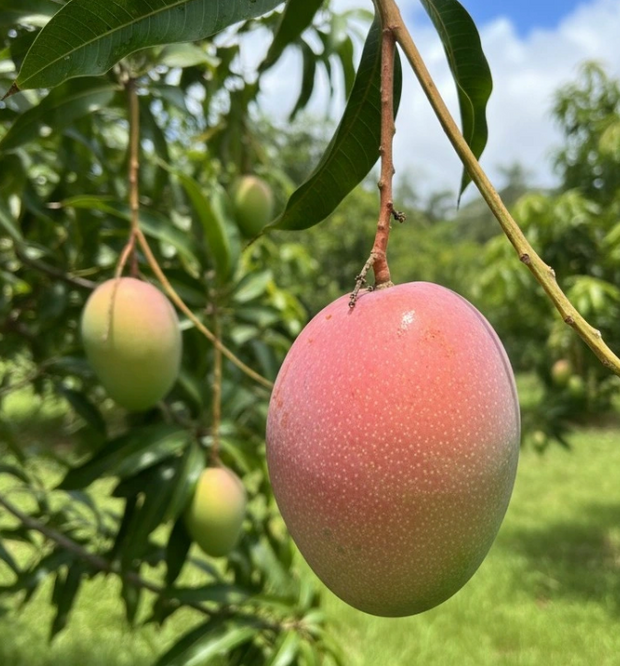 Banner image for: <h2>Best Mango Trees</h2>