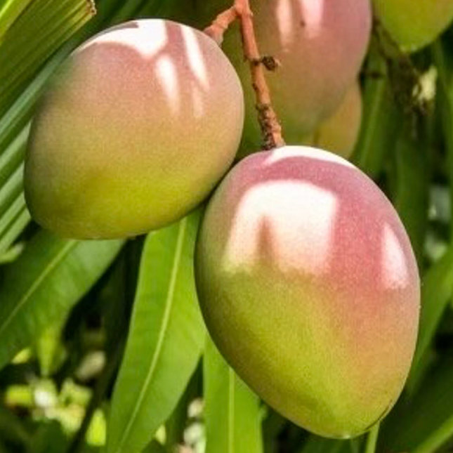 Grafted Karen Michelle Mango Tree