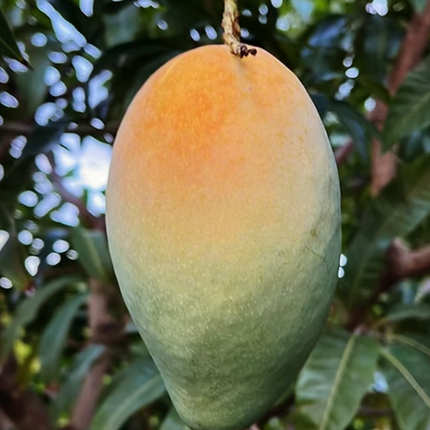 Grafted Karen Michelle Mango Tree