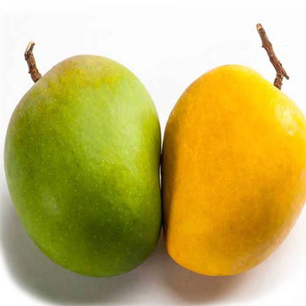 Grafted Himsagar Mango Trees