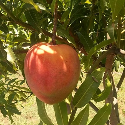 Grafted All Summer Mango Tree