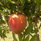 Mango Trees
