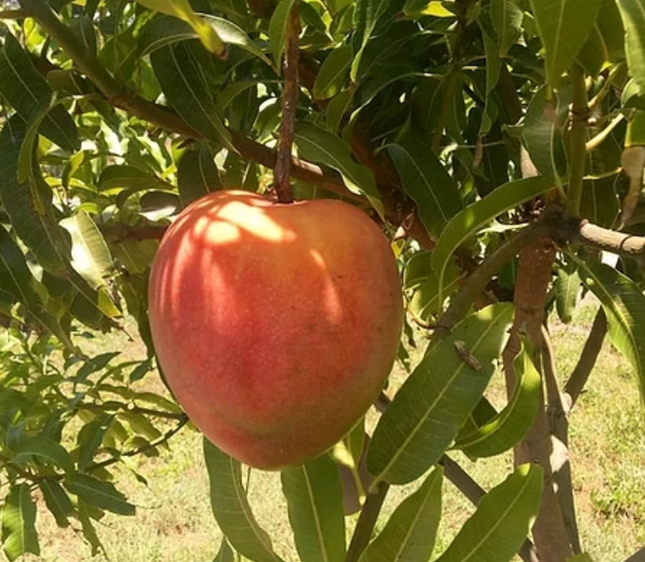 Grafted All Summer Mango Tree