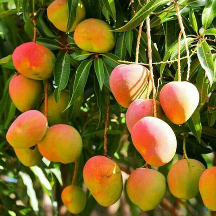 Grafted Irwin Mango Tree