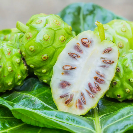 Noni (Morinda Citrifolia) Tree