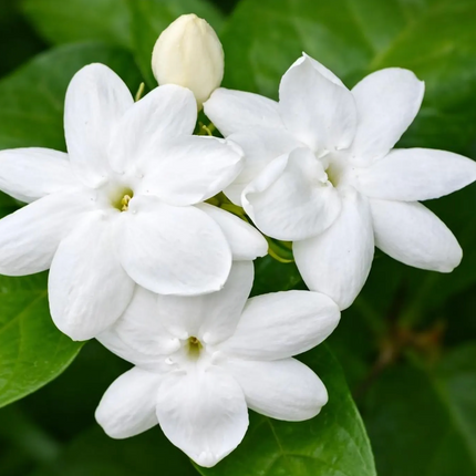 Sambac/Arabian Jasmine Plant - 2-3ft tall