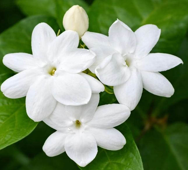 Sambac/Arabian Jasmine Plant - 2-3ft tall